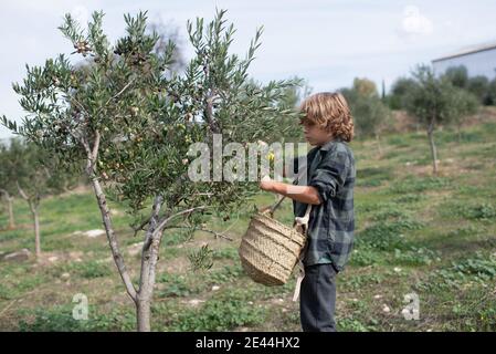 Seitenansicht von niedlichen kleinen Jungen in lässigen Kleidung sammeln Frische reife Oliven vom Baum in den Strohkorb während der Arbeit In Plantage an sonnigen Tag Stockfoto