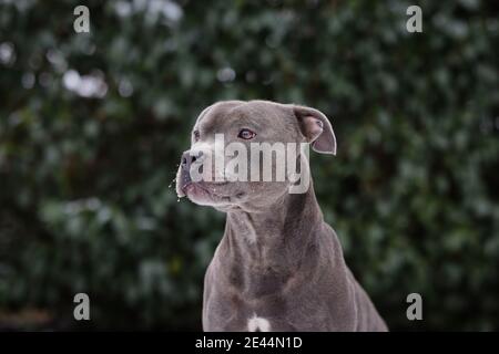 Porträt des entzückenden Staffordshire Bull Terrier vor grünen Blättern im Garten. Kopfschuss von Staff Bull Dog draußen. Stockfoto