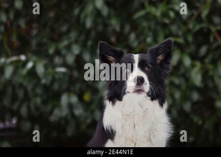 Portrait von liebenswerten Border Collie vor grünen Blättern im Garten. Kopfschuss des schwarzen und weißen Hundes draußen. Stockfoto