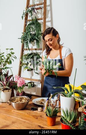 Entzückt weibliche Gärtnerin in Schürze Umpflanzen grüne Pflanze während der Arbeit Im Blumenladen Stockfoto