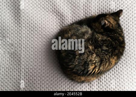 Eine dreifarbige Katze schläft zusammengerollt auf einer grauen Decke. Speicherplatz kopieren. Horizontale Ausrichtung. Stockfoto