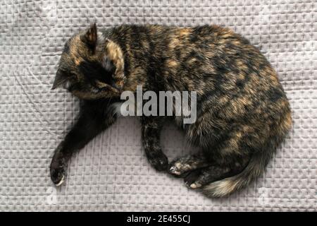 Eine dreifarbige Katze schläft ausgestreckt auf einer grauen Decke. Speicherplatz kopieren. Horizontale Ausrichtung. Stockfoto