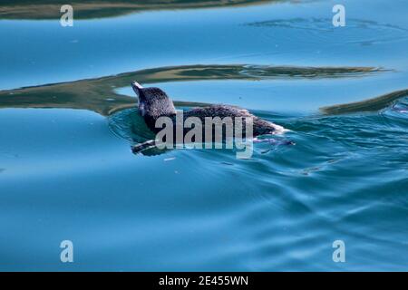 Kleiner Blauer Pinguin schwimmend auf der Oberfläche mit weißen Rändern flippers Stockfoto