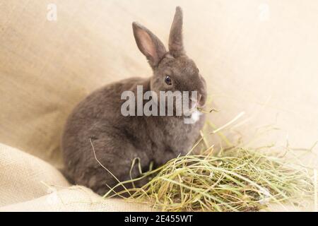 Kleine graue und schwarze neugeborene blinde Kaninchen liegen auf dem Trockenes Gras und auf den Kinderpalmen Stockfoto