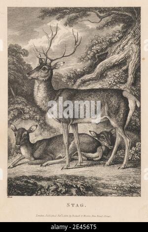 Druck gemacht von Samuel Howitt, 1756â €"1822, britisch, Stag, 1823. Radierung auf mittelschwerem, leicht strukturiertem, cremefarbenen Papier. Stockfoto