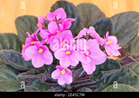 Schöne afrikanische violett mit rosa Blüten aus nächster Nähe. Wie man afrikanische Veilchen zu Hause anbauen Konzept Stockfoto