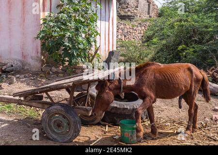 Lakundi, Karnataka, Indien - 6. November 2013: Kleines braunes Pony wird an alten Karren an der Straßenecke angekettet. Etwas grünes Laub und Eimer mit Futter. Stockfoto