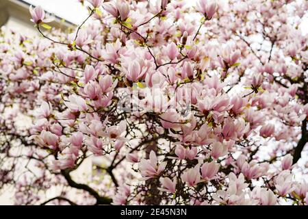 Rosa Magnolie blüht während der Blüte an den Zweigen aus nächster Nähe. Stockfoto