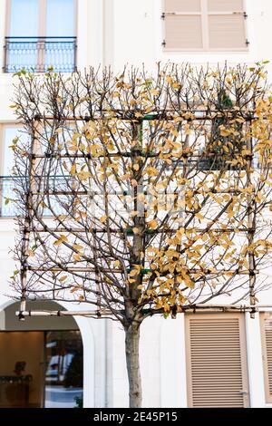 Ein Baum mit einem Metallgitter für den Anbau einer flachen Krone. Stockfoto