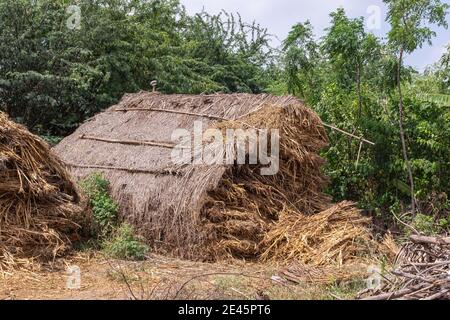 Lakundi, Karnataka, Indien - 6. November 2013: Nahaufnahme von Strohunterkünften, gefüllt mit Viehfutter. Grünes Laub hinten unter silbernem Himmel. Stockfoto