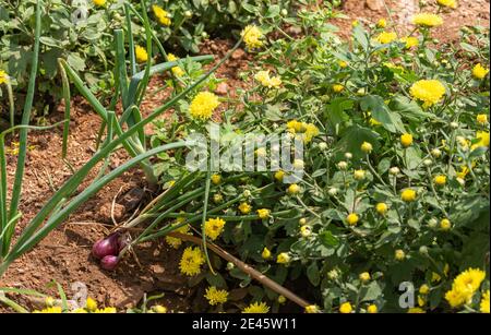 Lakundi, Karnataka, Indien - 6. November 2013: Nahaufnahme der gelben Jamanthi oder Shevanti Blume und Pflanze auf landwirtschaftlichem Feld mit einigen roten Zwiebelpflanzen Stockfoto