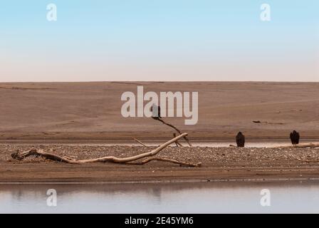 Drei putengeier oder Bussarde, Cathartes Aura, Barsch auf toten Zweigen in Oregon, USA. Stockfoto
