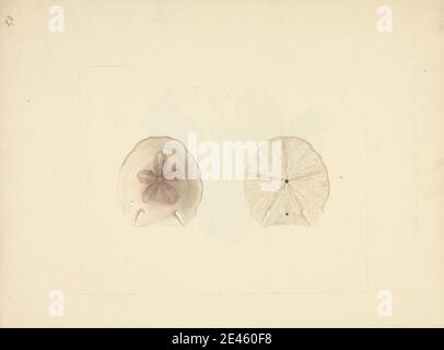 Luigi Balugani, 1737â € "1770, Italienisch, Clypeasteroida (Sand Dollar), undated. Aquarell, Gouache und Graphit auf mittlerem, leicht strukturiertem, cremefarbenen Papier. Tierkunst, Fisch Stockfoto