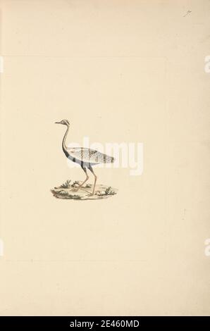 Luigi Balugani, 1737â € "1770, Italienisch, Lissotis hartlaubii (Hartlaub's Bustard), undated. Aquarell, Gouache und Graphit auf mittelschwerem, leicht strukturiertem, cremefarbenen Papier. Tierkunst Stockfoto