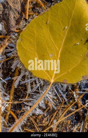 An einem Herbstmorgen am Lily Lake auf Steens Mountain, Oregon, USA, bilden sich Frostkrytale auf zitternden Aspen-Blättern Stockfoto