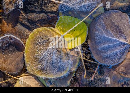 An einem Herbstmorgen am Lily Lake auf Steens Mountain, Oregon, USA, bilden sich Frostkrytale auf zitternden Aspen-Blättern Stockfoto