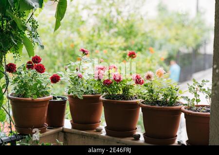 Rote und rosa Rosen in Blumentöpfen auf dem Balkon des Wassers mit Weinstöcken. Stockfoto