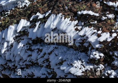 Hartes Rimieis, das sich während eines eisigen Nebels und Windes auf dem Steens Mountain, Oregon, USA, bildete Stockfoto