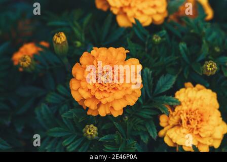Afrikanische Ringelblume orange Blumen, High-Angle-Schuss Stockfoto