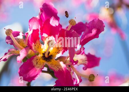 Wilde Orchideenblume in ihrem natürlichen Lebensraum Stockfoto