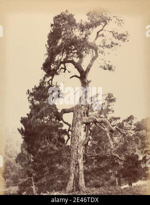 Horatio Ross, 1801–1886, britisch, The Lone Pine Tree, ca. 1858. Albumin-Druck aus gewachsten Papier negativ auf dünnem, glattem, cremefarbenem Wove-Papier. botanisches Thema, Landschaft, Baum Stockfoto