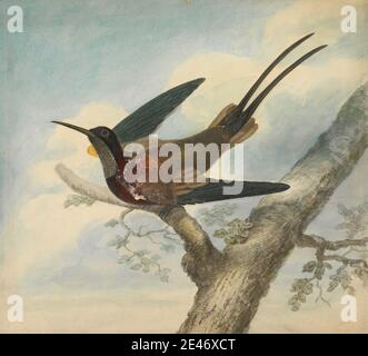 James Sowerby, 1756–1822, Brite, Bird of Paradise und Verso: Sketch of a Flower, undated. Aquarell, Graphit und Gouache auf mittlerem, leicht strukturiertem, cremefarbenem Wove-Papier. Tierkunst, Paradiesvogel, Zweig, Baum Stockfoto