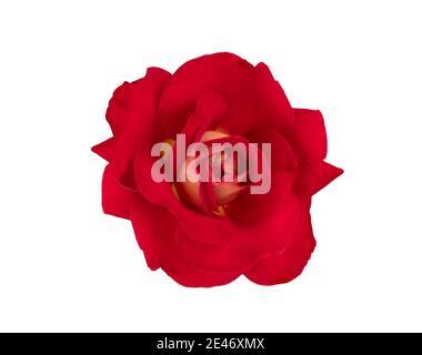 Die schöne einzelne rote Rose auf weißem Hintergrund mit Ausschnitt Pfade Stockfoto