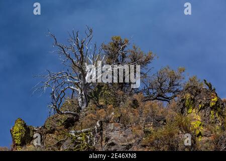 Blick in die glaziell geschnitzte Big Indian Gorge am Steens Mountain, Oregon, USA Stockfoto