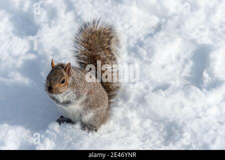 Ostgrauhörnchen auf Schnee sitzend, in Montreal, Kanada Stockfoto