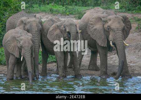 Elefantenherde kommt zum Fluss, um Wasser zu trinken. Stockfoto