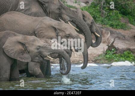 Elefantenherde kommt zum Fluss, um Wasser zu trinken. Stockfoto