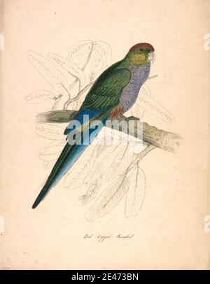Unbekannter Künstler, neunzehnten Jahrhundert, Red-capped Sittich, Weiblich, 1832. Aquarell, Stift und schwarze Tinte und Graphit auf beigefarbenem Brett. Tierkunst Stockfoto