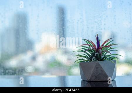 Air Plant - Tillandsia in modernen Topf legt neben Fenster, die regen Tropfen mit verschwommenem Stadthintergrund haben. Stockfoto