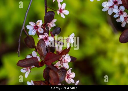 Blätter, Stängel und Blüten mit Pollen, die sich für die Frühjahrssaison der Bienen vorbereiten Stockfoto
