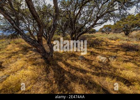 Curlleaf Mountain Mahagoni, Cercocapus ledifolius, Bäume in der Nähe von Big Indian Gorge Blick auf Steens Mountain, Oregon, USA Stockfoto