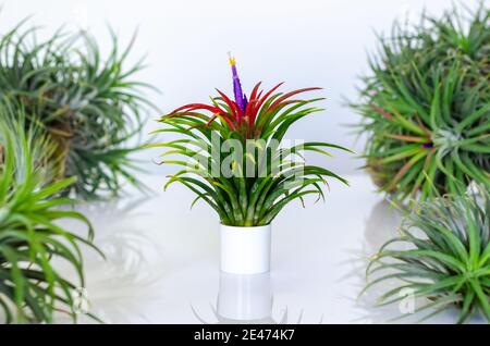 Luftpflanze - Tillandsia mit seiner Blume auf weißem Hintergrund. Stockfoto