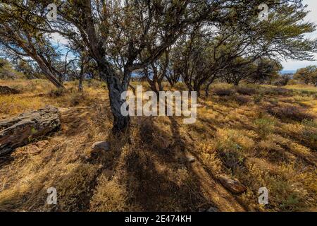 Curlleaf Mountain Mahagoni, Cercocapus ledifolius, Bäume in der Nähe von Big Indian Gorge Blick auf Steens Mountain, Oregon, USA Stockfoto