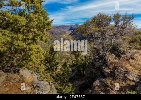 Curlleaf Mountain Mahagoni, Cercocapus ledifolius und Western Juniper, Juniperus occidentalis, bei Big Indian Gorge Overlook auf Steens Mountain, Orego Stockfoto