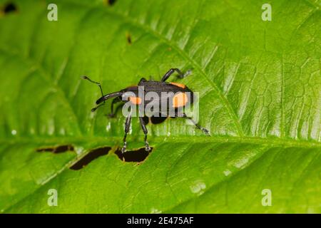 Nicht Identifizierter Weevil, Curculionidae. Stockfoto