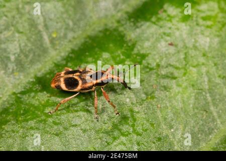 Nicht Identifizierter Weevil, Curculionidae. Stockfoto