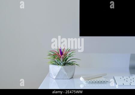 Air plant - Tillandsia Pflanzen in modernen Topf auf Schreibtisch mit modernen Bürobedarf gestellt. Stockfoto