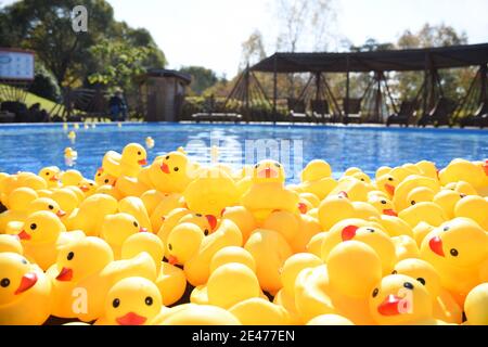 Viele leuchtend gelbe Gummienten schwimmen im Pool Stockfoto