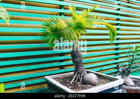 Bonsai Kokosnuss Palme fr die Dekoration zu Hause Stockfotografie - Alamy