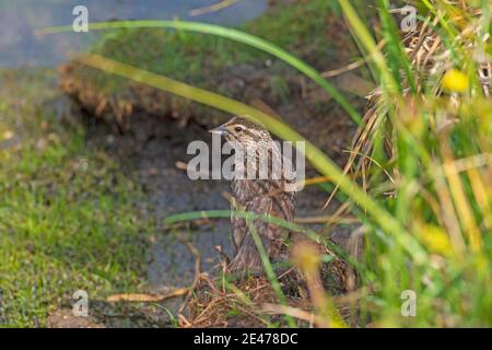 Weibliche Rotflügelige Amsel am Feuchtgebiet am Lily Lake Im Rocky Mountain Natioal Park in Colorado Stockfoto