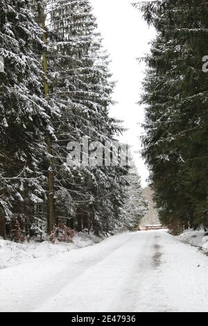 Vertikale Aufnahme des Weges zusammen mit Bäumen mit Schnee bedeckt Im Winter Stockfoto