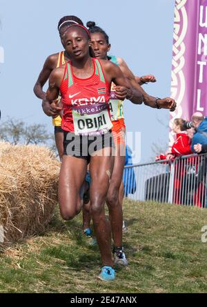 Hellen Obiri (vorne) aus Kenia im Einsatz bei IAAF Cross-Weltmeisterschaften in Arhus. Stockfoto