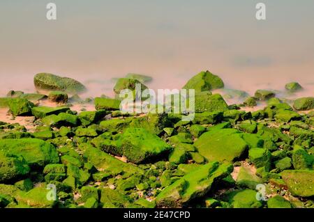 Felsen bedeckt mit Moos auf der Meeresküste Stockfoto