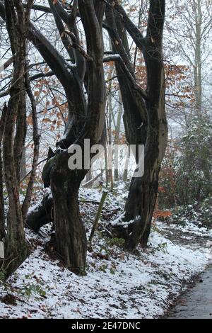 Vertikale Aufnahme von Bäumen mit Schnee bedeckt entlang der Straße Stockfoto