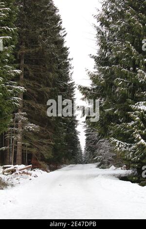 Vertikale Aufnahme des Weges zusammen mit Kiefern bedeckt mit Schnee im Winter Stockfoto