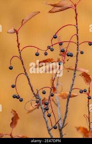 WESTERN Chokecherry, Prunus virginiana, auf der Riddle Brothers Ranch am Steens Mountain, USA Stockfoto